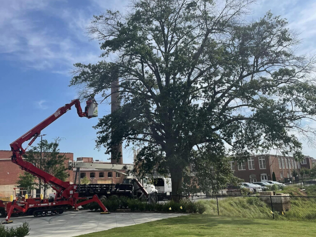 Tree Branch Removal Spartanburg SC | D & A Tree Surgeons LLC